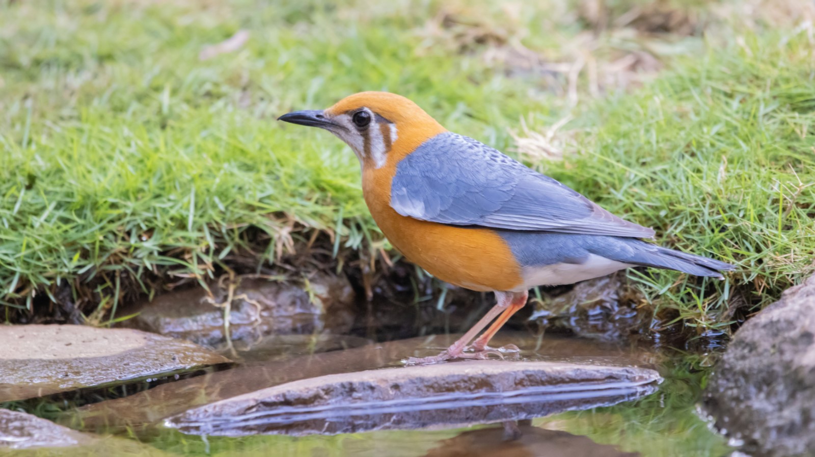 Orange-headed Thrush